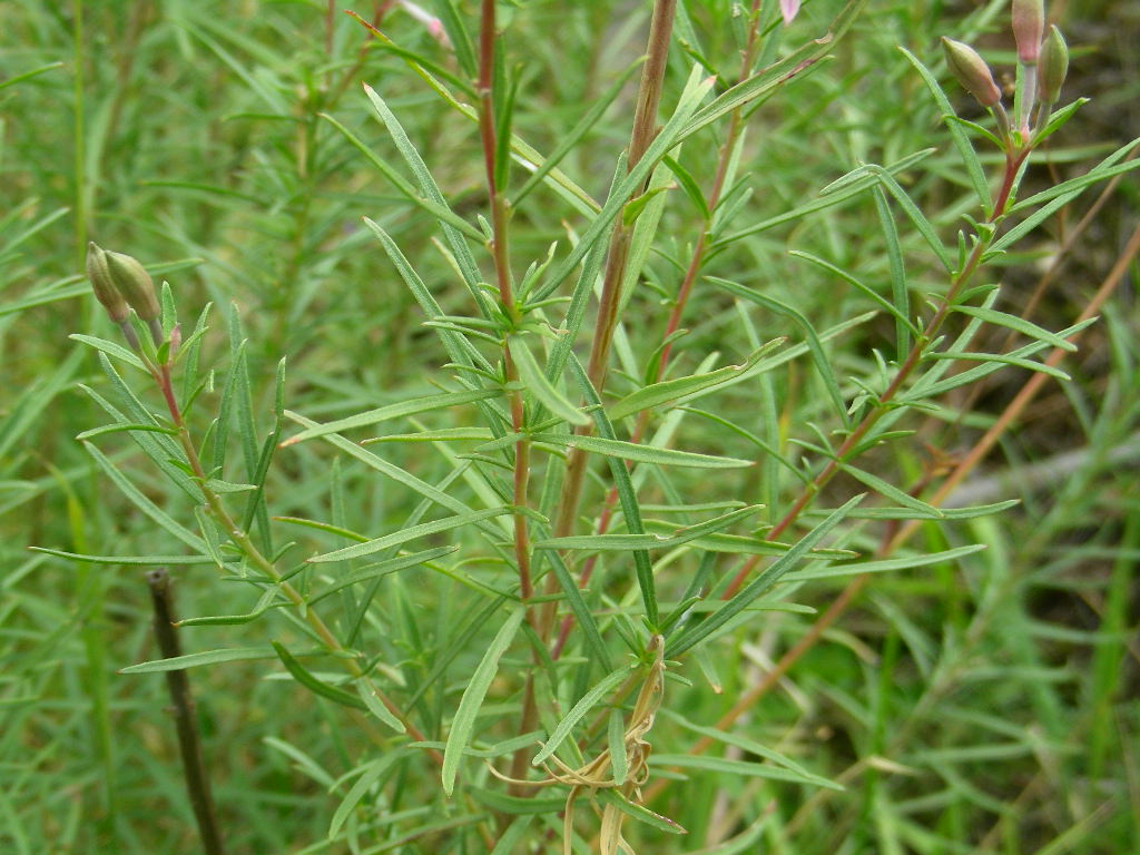 Chamaenerion dodonaei (ex Epilobium dodonaei)/ Garofanino di Dodonaeus